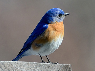 eastern-bluebird-c-dorrie-holmes-320